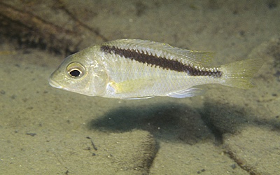 Mylochromis melanotaenia 'Makonde'